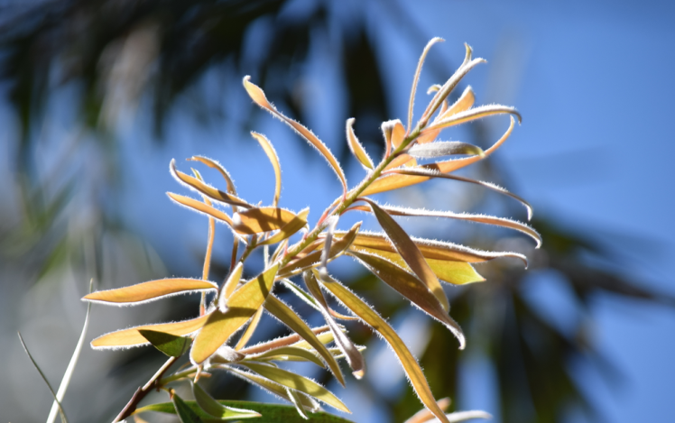 screen-shot-2017-02-04-at-6-09-19-pm