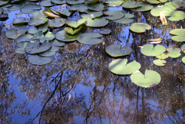 screen-shot-2017-02-04-at-6-24-29-pm